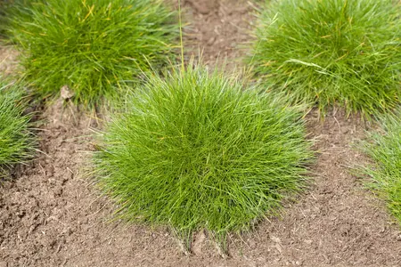 Festuca gautieri - 2 Ltr pot - image 1