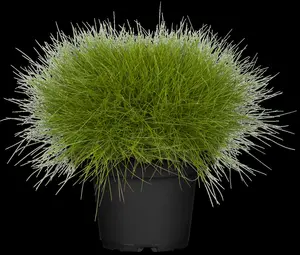 Festuca gautieri - 2 Ltr pot - image 2