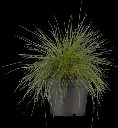 Festuca glauca - 1.5 Ltr pot - image 3