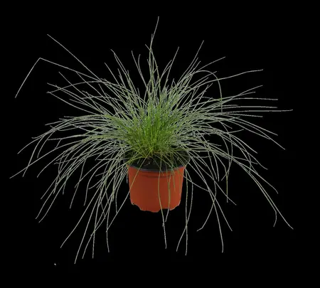 Festuca glauca - 1.5 Ltr pot - image 2