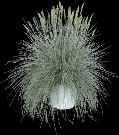 Festuca glauca 'Intense Blue'? - 2 Ltr pot - image 3