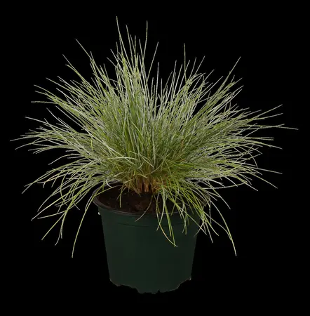 Festuca glauca 'Sunrise' - 2 Ltr pot - image 1