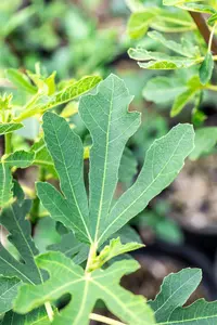 Ficus carica 'Bornholm's Diamant' - 50-60 CM C2 - image 3