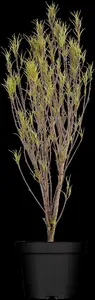 Frangula alnus 'Fine Line'? - SOLITAIR 125-150 CM C35 - image 5