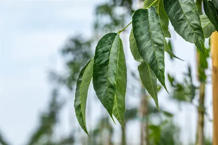 Fraxinus amer. 'Autumn Purple' - MULTISTEM 300-350 CM CONT - image 1