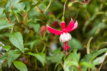 Fuchsia 'Madame Cornelissen' - 1.5 Ltr pot - image 3