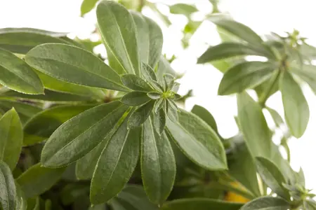 Galium odoratum - P9 - image 2