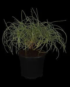 Genista lydia - 40-50 CM C4 - image 5