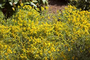 Genista lydia - 30-40 CM C3 - image 2