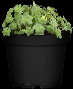 Geranium 'Black and White'