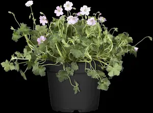 Geranium 'Dreamland' - 2 Ltr pot - image 4