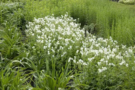 Geranium phaeum 'Album' - 1.5 Ltr pot - image 1