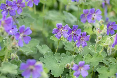 Geranium 'Philippe Vapelle' - P9 - image 1