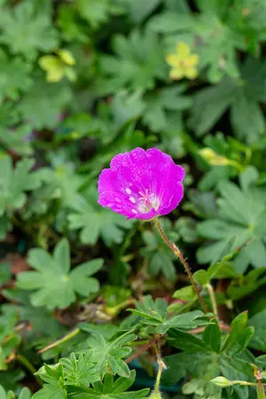 Geranium sang. 'Max Frei' - 2 Ltr pot - image 3