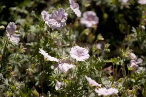 Geranium sanguineum striatum - 2 Ltr pot - image 5