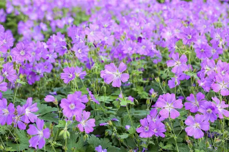Geranium 'Sirak' - 2 Ltr pot - image 1