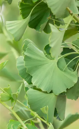 Ginkgo biloba 'Princeton Sentry' - 60-80 CM C3 - image 2