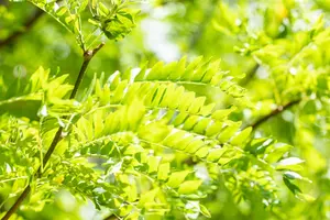 Gleditsia triacanthos 'Skyline' - 300-350 CM C110 - image 4
