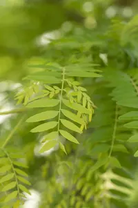 Gleditsia triacanthos 'Sunburst' - STD 14-16 CM CONT - image 4