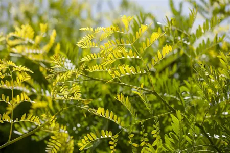 Gleditsia triacanthos 'Sunburst' - 150-175 CM C50 - image 2
