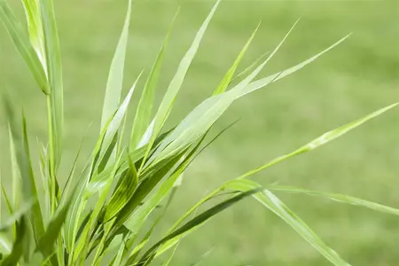 Hakonechloa macra 'Naomi' - P9 - image 2
