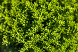 Hebe 'Autumn Blue' - 2 Ltr pot - image 3