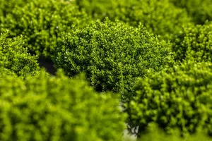 Hebe 'Emerald Green' - 2 Ltr pot - image 2