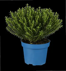 Hebe 'Kirkii' - 2 Ltr pot - image 3