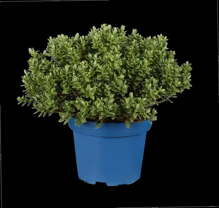 Hebe 'Kirkii' - 2 Ltr pot - image 2