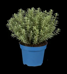Hebe 'Sapphire' - 2 Ltr pot - image 5