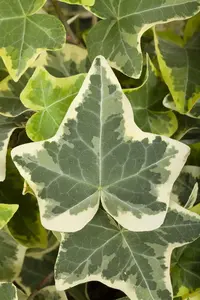 Hedera hel. 'Glacier' - 100-125 CM C4 - image 1