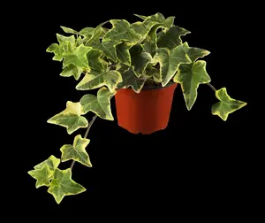 Hedera helix 'Goldchild' - 2 Ltr, 4 canes - image 4