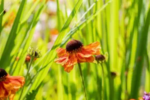 Helenium 'Sahin's Early Flowerer' - P9 - image 4