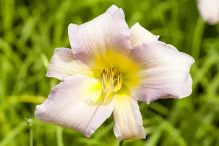 Hemerocallis 'Catherine Woodbury' - P11 - image 1