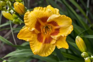 Hemerocallis 'Sammy Russell' - 2 Ltr pot