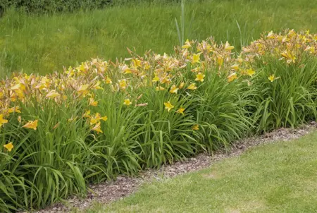 Hemerocallis 'Texas Sunlight' - 3 Ltr pot - image 1