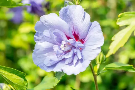 Hibiscus syr. 'Blue Chiffon'? - 40-50 CM C3 - image 3