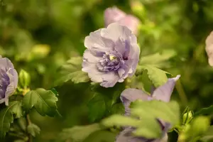 Hibiscus syr. 'Lavender Chiffon'? - 80-100 CM C20 - image 4