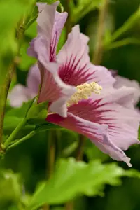 Hibiscus syr. 'Pastello' - 60-80 CM C7.5 - image 4
