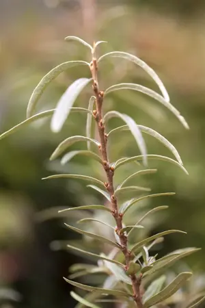 Hippophae rhamnoides 'Hergo' - 2 Ltr, 3 canes - image 4