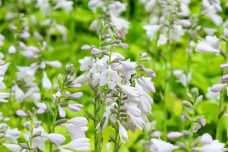 Hosta 'August Moon' - 2 Ltr pot - image 1
