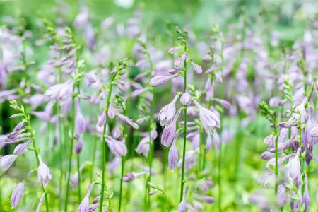 Hosta 'Golden Tiara' - P11 - image 3
