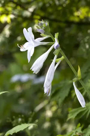 Hosta 'Royal Standard' - P11 - image 2