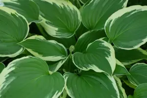 Hosta 'Undulata Albomarginata' - P11 - image 3