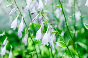 Hosta 'Undulata Albomarginata' - P11 - image 2