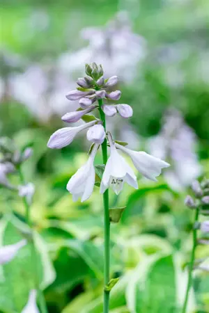 Hosta 'Wide Brim' - P9 - image 5