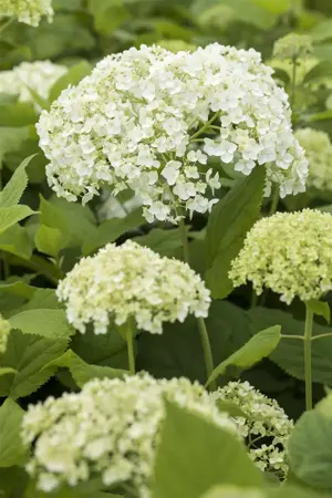 Hydrangea arborescens - 30-40 CM C2 - image 1