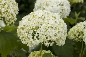 Hydrangea arborescens - 30-40 CM C2 - image 5