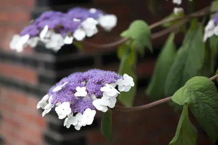 Hydrangea aspera 'Macrophylla' - 100-125 CM C20 - image 2