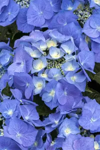 Hydrangea m. 'Blaumeise' - 30-40 CM C7.5 - image 5